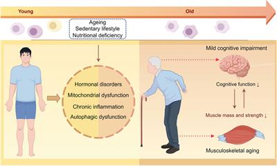 Unlocking the potential of exercise: harnessing myokines to delay musculoskeletal aging and improve cognitive health